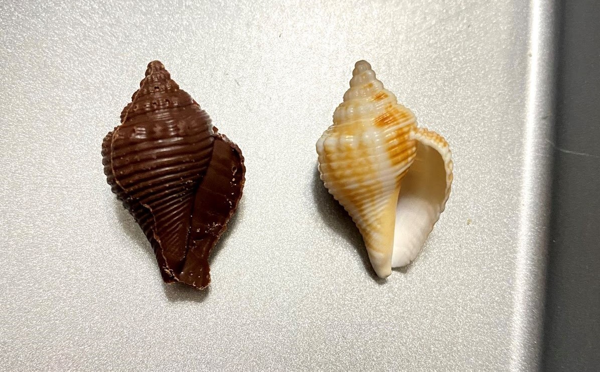 choco seashell